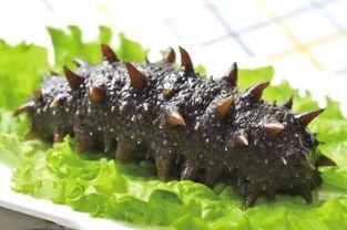 烟台海参爆料视频最新版,品质真相与行业乱象